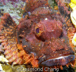 STONED! by Desmond Chang 